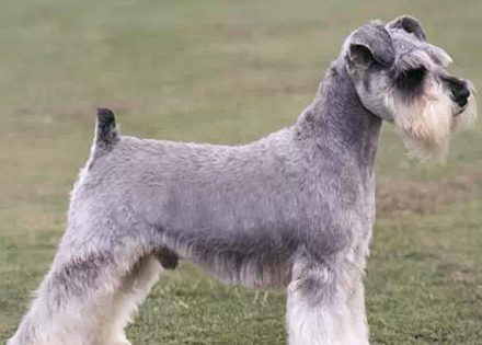 schnauzer),在德国被称为茨威格雪纳瑞犬,由普通雪纳瑞犬和小型犬杂交