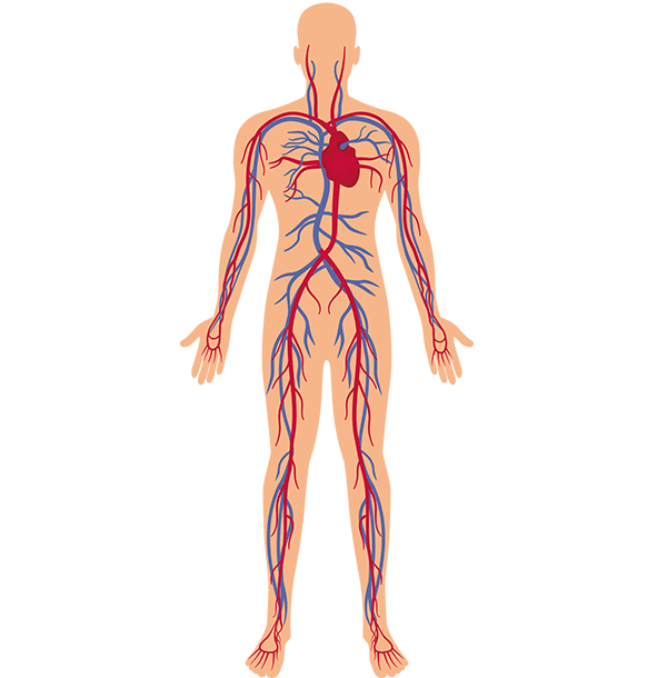 人体血管走向解剖图图片